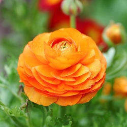 Ranunculus