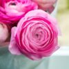 Shutterstock_Ranunculus_Pink Ranunculus