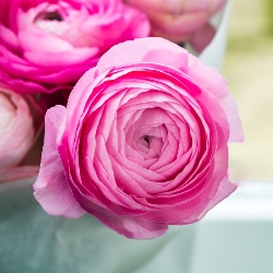 Shutterstock_Ranunculus_Pink Ranunculus