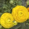 Shutterstock_Ranunculus_Yellow Ranunculus
