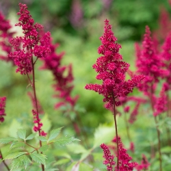 Astilbes (Fall)