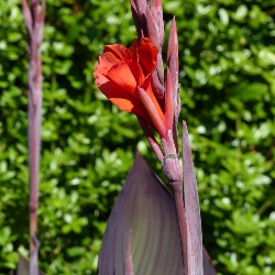 Red King Humbert Giant Canna