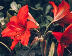 Red Lion Amaryllis