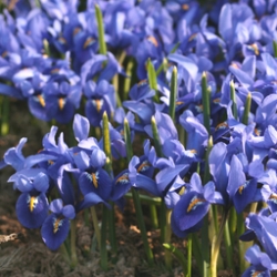 Iris Reticulata Pixie