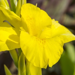 Richard Wallace Giant Canna