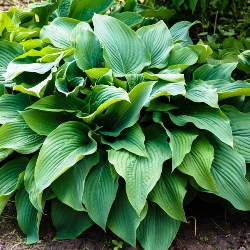 Royal Standard Hosta