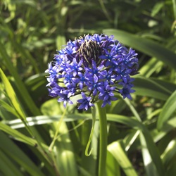 Scilla Peruviana