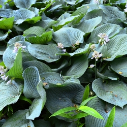 Sieboldiana 'Elegans' Hosta