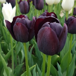 Queen of Night Tulip