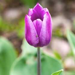 Violet Beauty Tulip