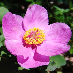 Shutterstock_Single_Pink Single Pink Peony Clumps