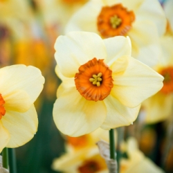 Shutterstock_Small_Cup_Altruist Altruist Daffodil
