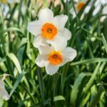 Small Cup Daffodils