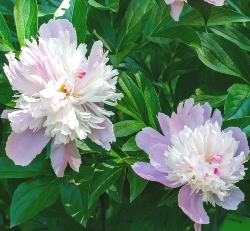 Shutterstock_Sorbet Sorbet Peony