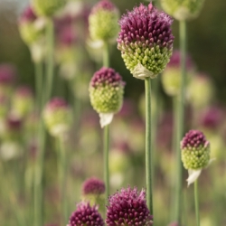 Sphaerocephalum Allium