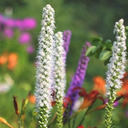 Liatris Spicata Alba