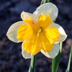 Shutterstock_Split_Corona_Orangery Orangery Split Corona Daffodil