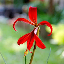 Sprekelia Formosissima