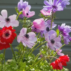 St. Brigid Anemone Mixed