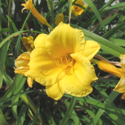 Shutterstock_Stella_dOro Stella d'Oro Daylily