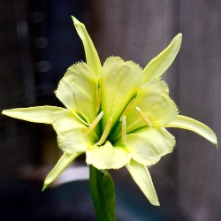 Hymenocallis Sulfur Queen