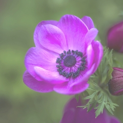 Sylphide Anemone