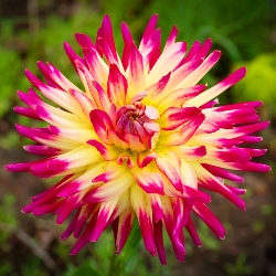 Tahiti Sunrise Cactus Dahlia