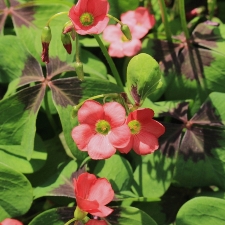 Oxalis Tetraphylla