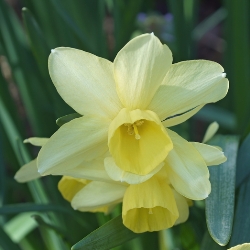 Shutterstock_Triandrus_Hawera Hawera Daffodil