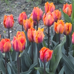 Shutterstock_Triumph_Princess_Irene Princess Irene Tulip