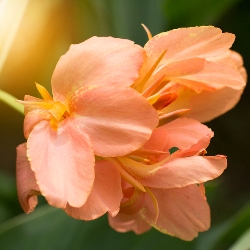 Tropical Sunrise Dwarf Canna