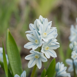 Scilla Tubergeniana