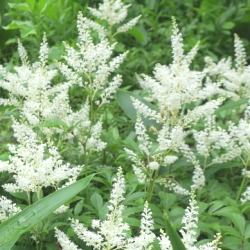 Shutterstock_White Calla Lily (Zantedeschia)