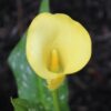 Shutterstock_Yellow Calla Lily (Zantedeschia)