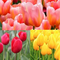 Single Late Tulip Collection