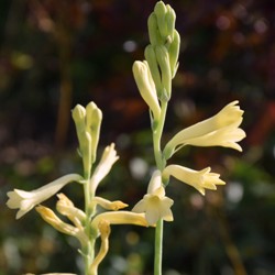 Polianthes Super Gold Single