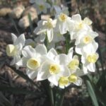 Growing Daffodils in the South