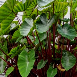 Colocasia Esculenta Hawaiian Punch
