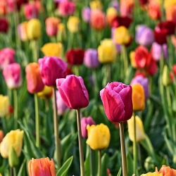 Darwin Tulips by the Bushel