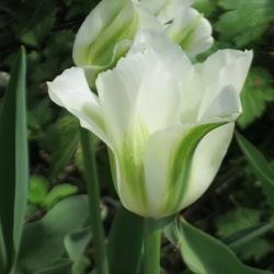 Spring Green Tulip