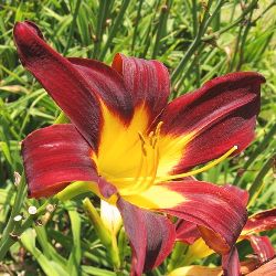 Wiki_Ming_Toy Ming Toy Daylily