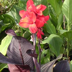 Red Futurity Dwarf Canna