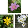 Zephyranthes_Collection Zephyranthes Collection