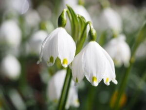 Leucojum